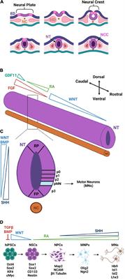 Neuromuscular Development and Disease: Learning From in vitro and in vivo Models